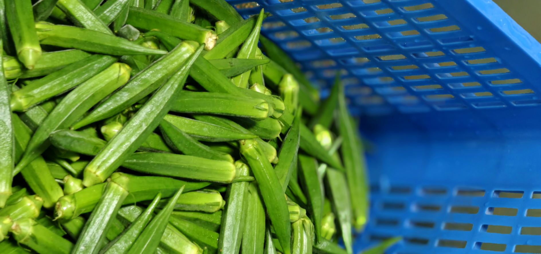 海伦阿姨工厂实拍