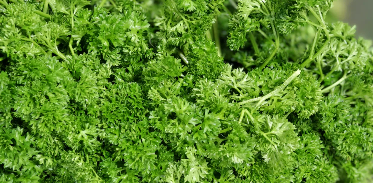 海伦阿姨工厂实拍